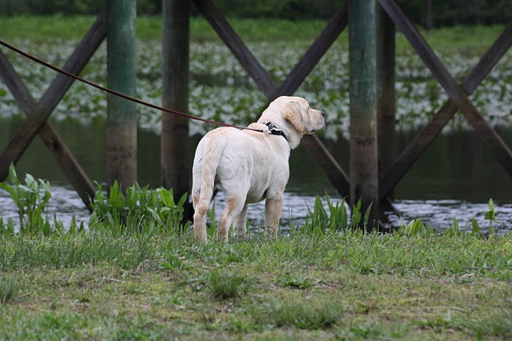 English Lab breeders located in Central Virginia.